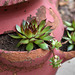 Sempervivum (House Leek)