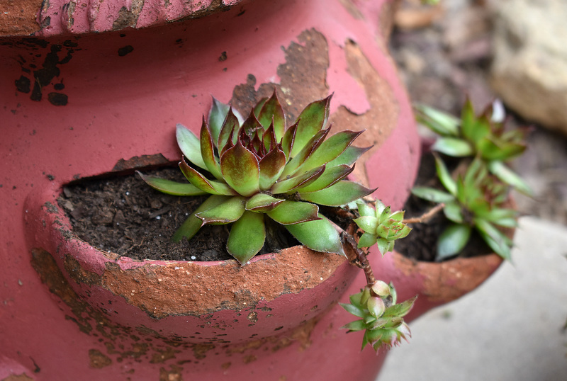 Sempervivum (House Leek)