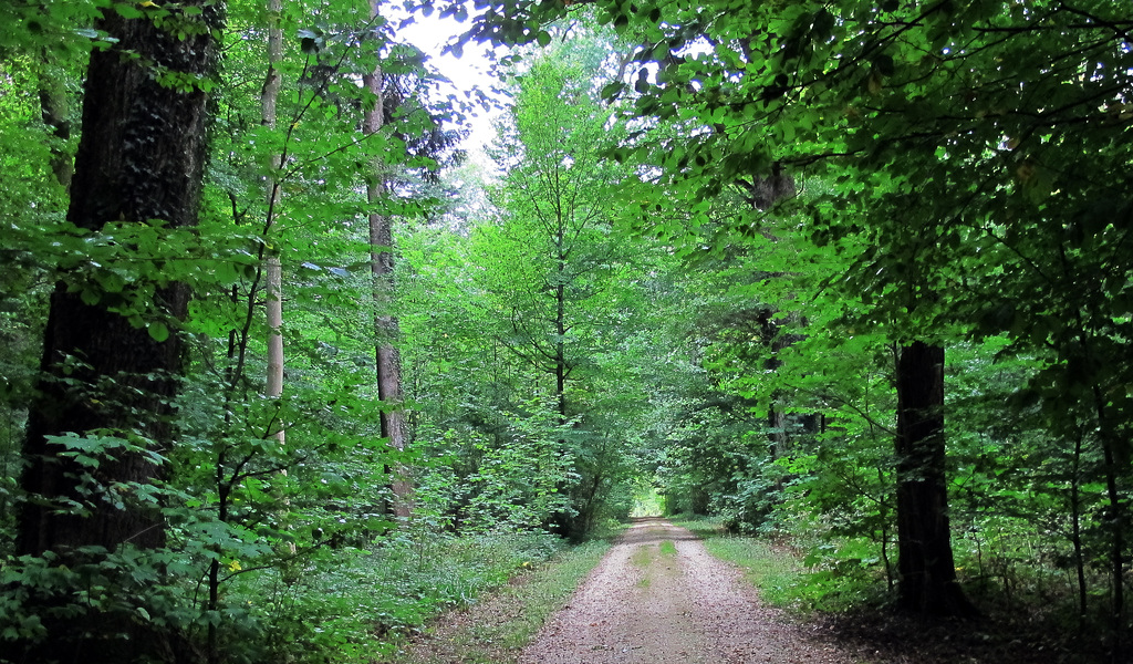 Neuwiler Wald