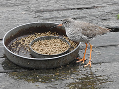 Redshank