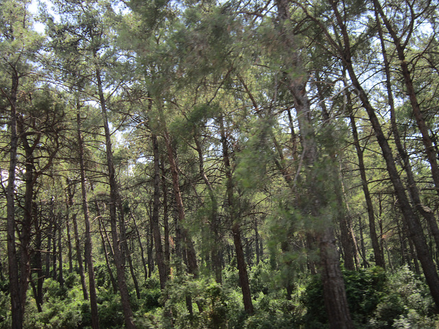 All these lovely trees have probably gone