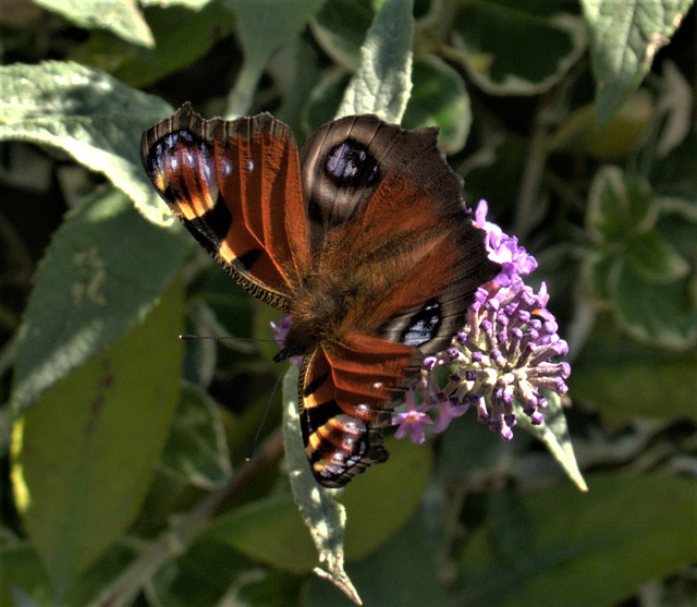 Peacock Butterfly. Inachis io