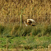 Ring tail hen harrier