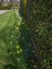 Spring Daffodils