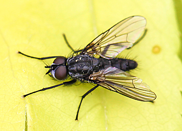 20100514 3282Mw [D~LIP]  Fliege 1, Bad Salzuflen