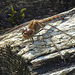 20210927 2942CPw [D~LIP] Große Heidelibelle (Sympetrum striolatum) [w], UWZ, Bad Salzuflen