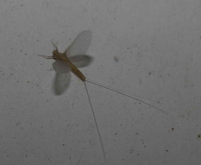 IMG 2387 Mayfly