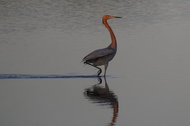 Reddish Egret
