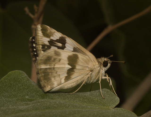 IMG 2877Butterfly