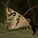 IMG 2877Butterfly