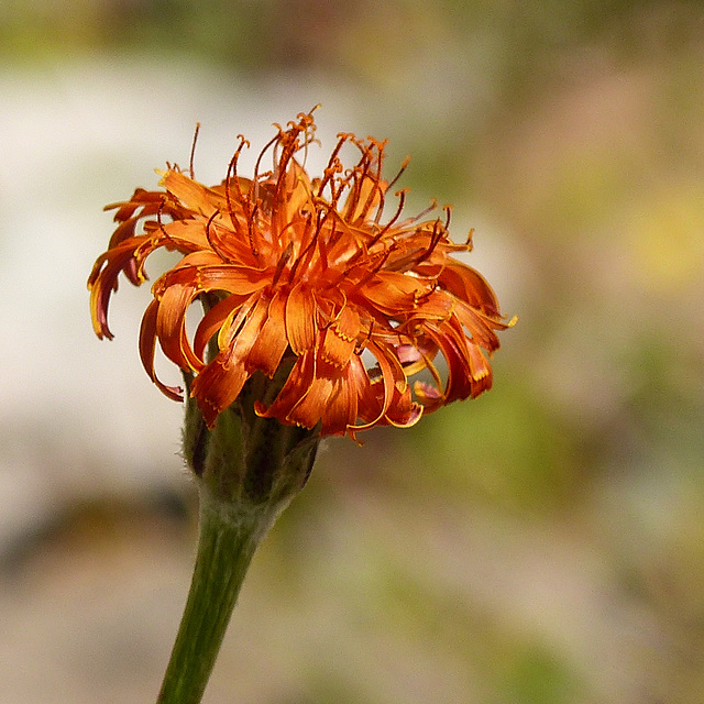 Orange False Dandelion / Agoseris aurantiaca