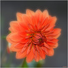 Dahlia Douceur !