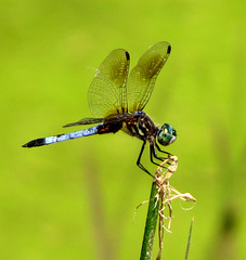 Chalk-fronted Corporal (Ladona julia)