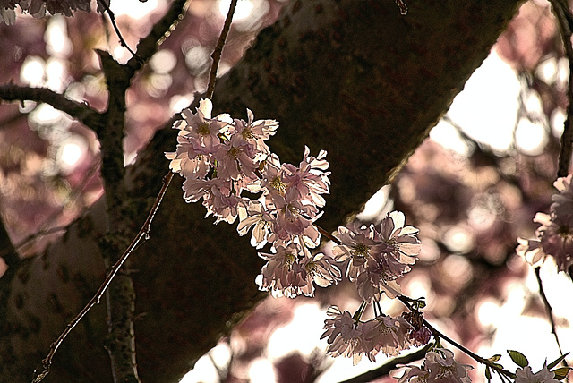 Blossom 2