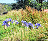 Agapanthus