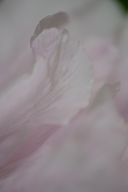 DSCF6605