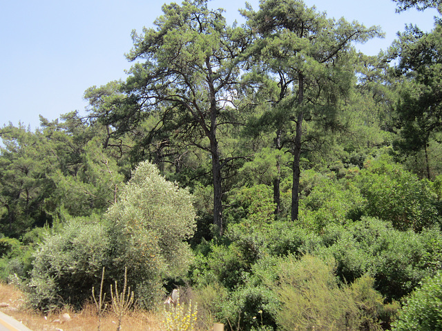 Another view of the lovely trees which have been burned