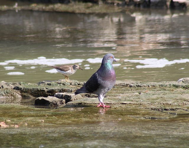 pigeon biset et chevalier grivelé / pigeon and spotted sandpiper