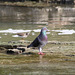 pigeon biset et chevalier grivelé / pigeon and spotted sandpiper