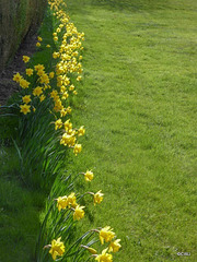 Spring daffodils