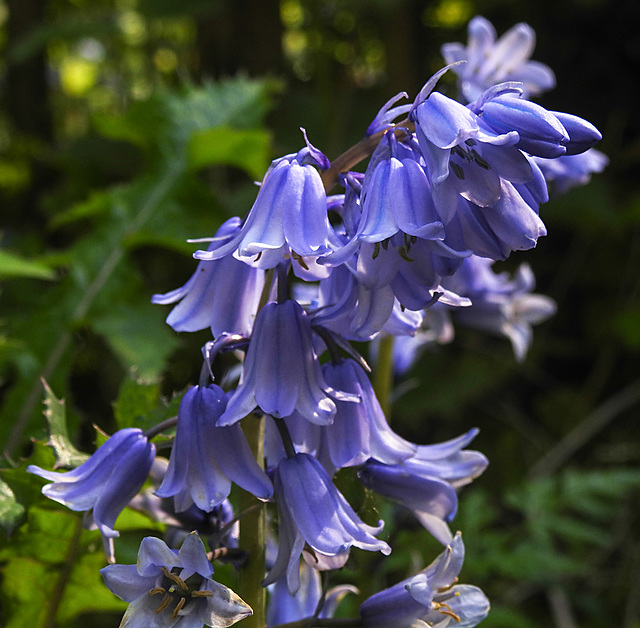 20210524 0234CPw [D~LIP] Hasenglöckchen (Hyacinthoides), UWZ,  Bad Salzuflen