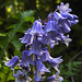 20210524 0234CPw [D~LIP] Hasenglöckchen (Hyacinthoides), UWZ,  Bad Salzuflen