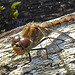 20210927 2943CPw [D~LIP] Große Heidelibelle (Sympetrum striolatum) [w], UWZ, Bad Salzuflen