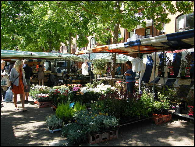 summer plants at the market