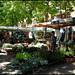 summer plants at the market