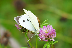 Pieris brassicae ♀ auf Rotklee