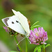 Pieris brassicae ♀ auf Rotklee