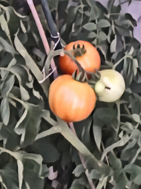 tomatoes