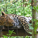 Amurleopard