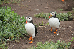 Puffins off for a stroll