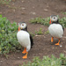 Puffins off for a stroll