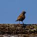 Dunnock