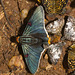 IMG 2882 Butterflies-1