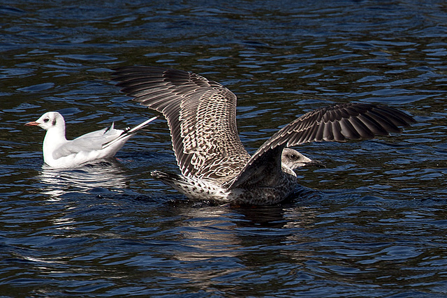 20140911 5201VRAw [NL] Lachmöwe, Möwe, Terschelling