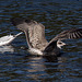 20140911 5201VRAw [NL] Lachmöwe, Möwe, Terschelling