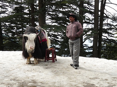 Near Shimla- Yak Ride Opportunity