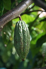 Cocoa Pod