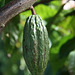 Cocoa Pod