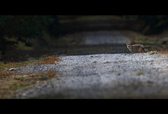 Un soir, sur la route de la foret