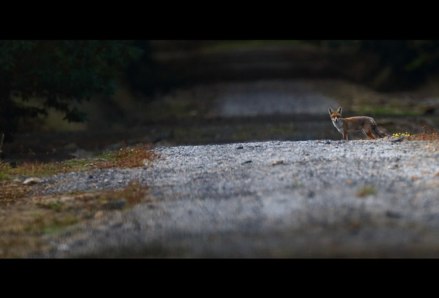 Un soir, sur la route de la foret