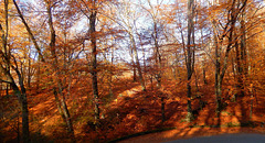 Borgosesia ,fraz, Bastia . Il bosco rosso1