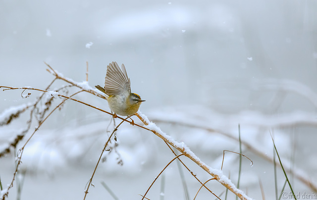 Roitelet triple-bandeau Regulus ignicapilla - Common Firecrest