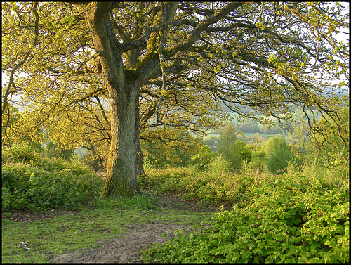 as I walked out one May morning