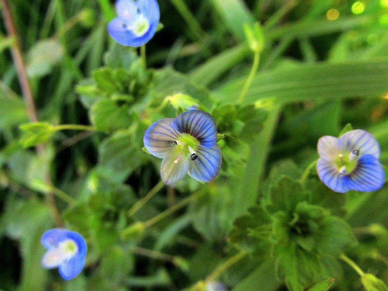 Tiny Treasures.