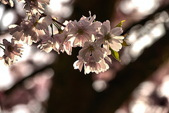Blossom 1