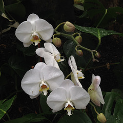 Phalaenopsis